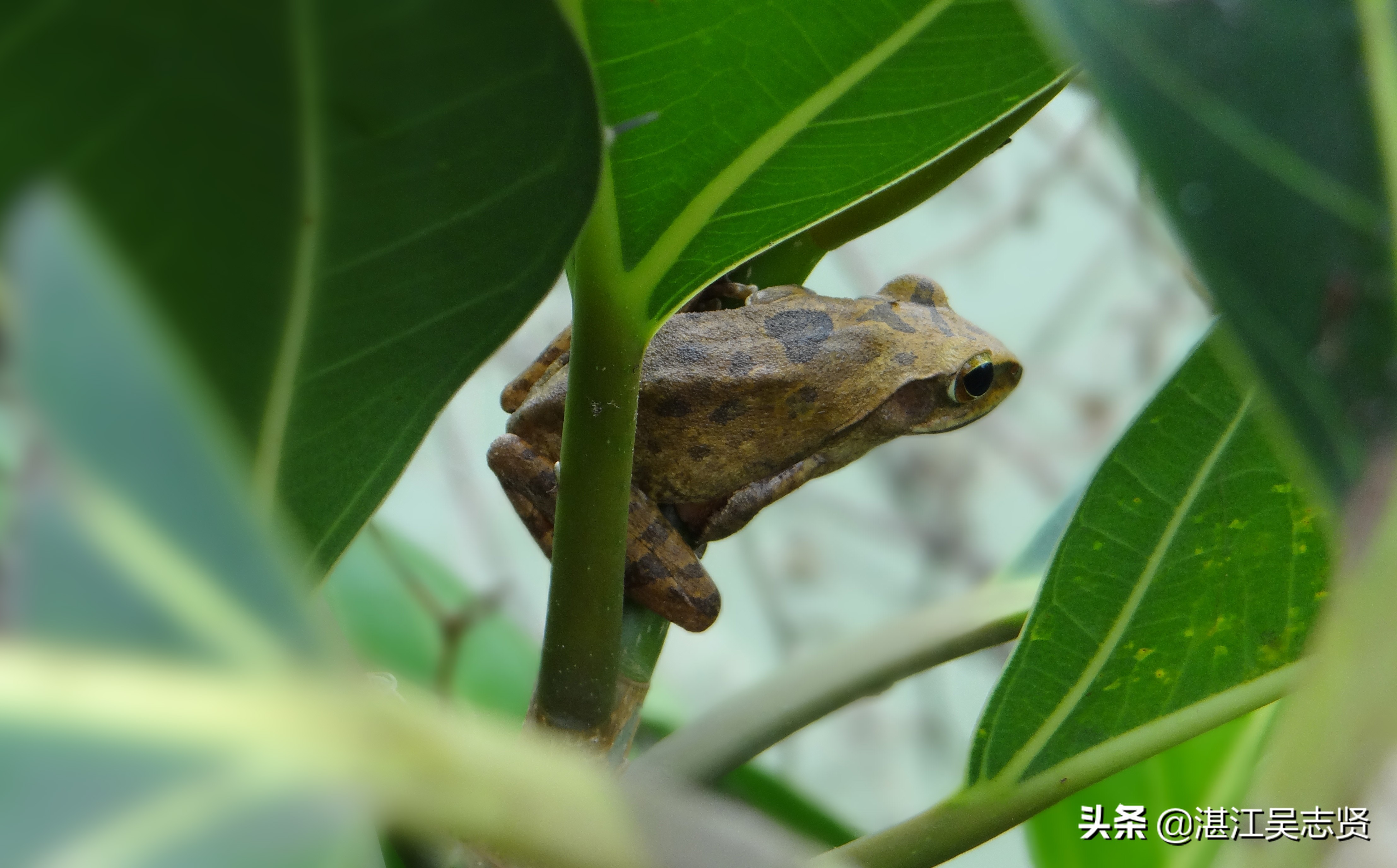 蛙怎样繁衍的全过程,蛙如何交配繁殖后代