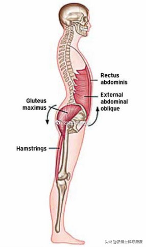 体态矫正小腿外翻,成年人x型腿加膝外翻怎么办