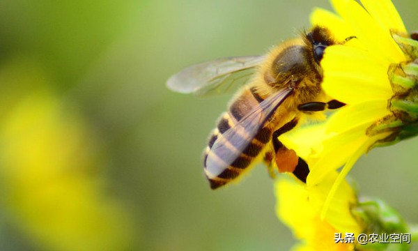 蜜蜂养殖技术高产蜂蜜,蜜蜂养殖技术视频取蜂蜜