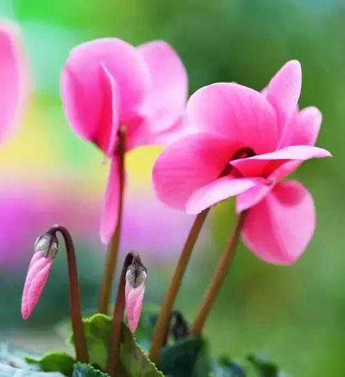 100种花的英文和花语是什么,100种花的花语以及送花礼仪分享