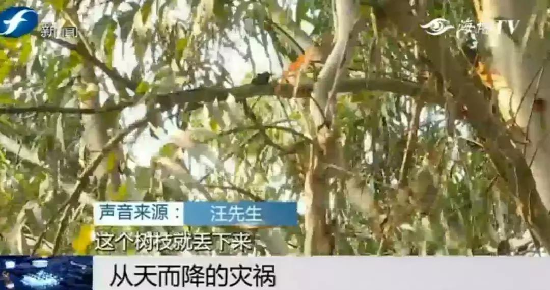 好险|大爷公园散步，硕大枝条垂直戳下，再偏毫厘后果不敢想！