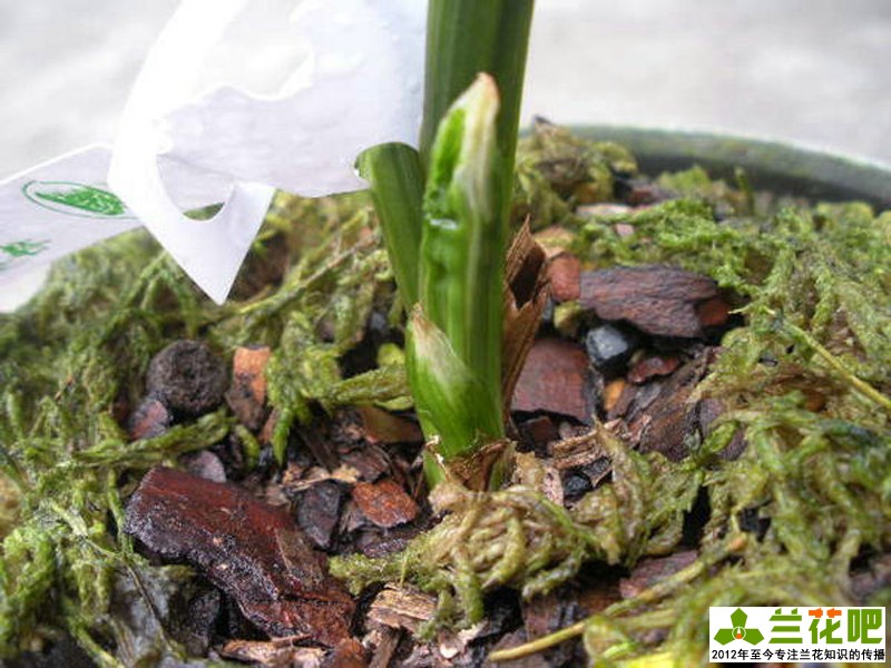 兰花水晶艺的养护方法,兰花水晶艺施什么肥
