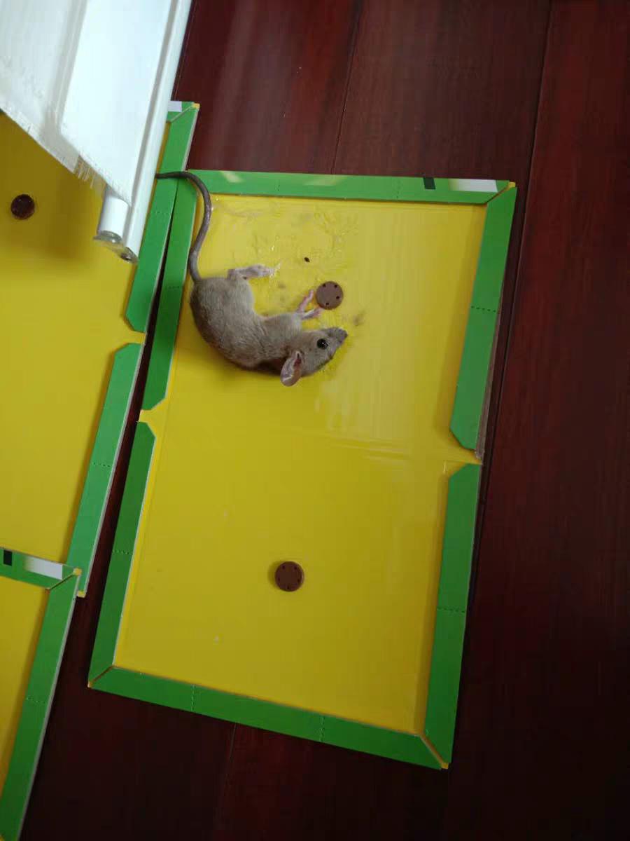 家中养老鼠有什么预兆,家中进老鼠意味着什么