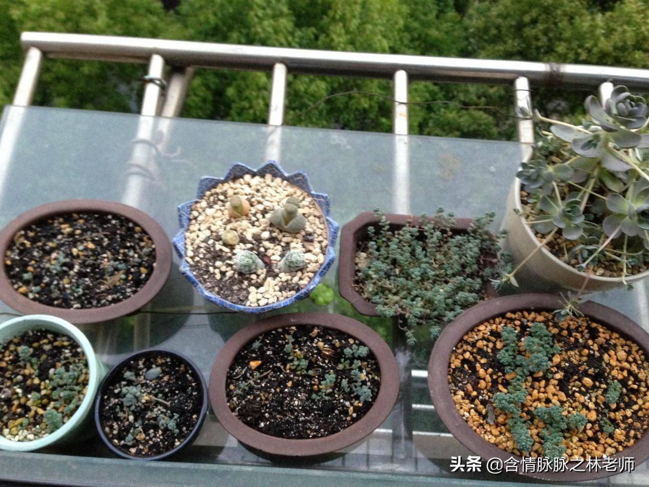 室内三种最旺家庭养植物,家居绿植哪些不适宜养