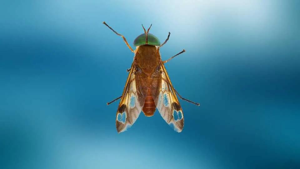 经典植物动物科普,常见植物对应的动物