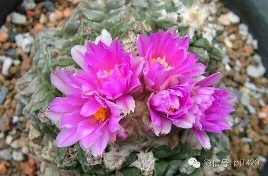 从根部怎么判断牡丹的年龄,富贵的牡丹长什么样