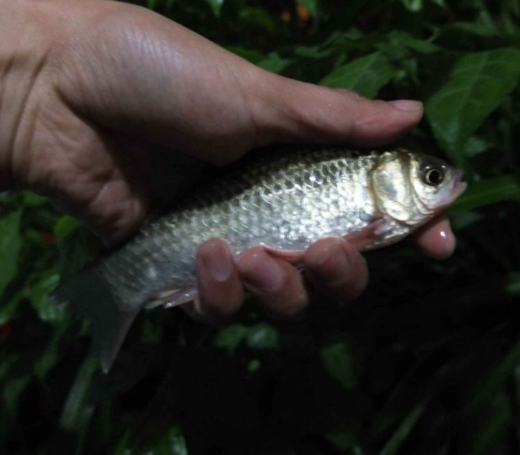 农村最好吃的十种鱼,盘点20种好吃又营养的常见鱼