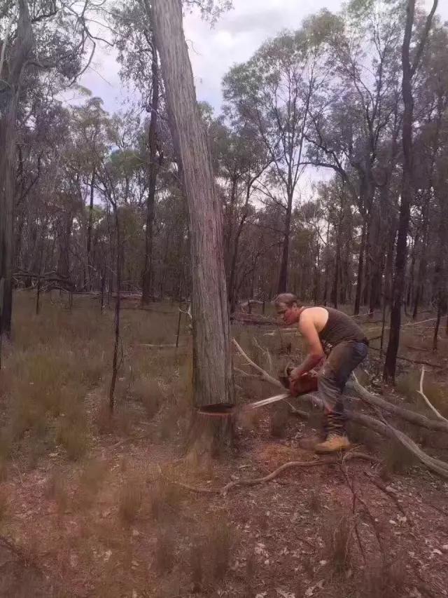 科普实木家具,科普木材