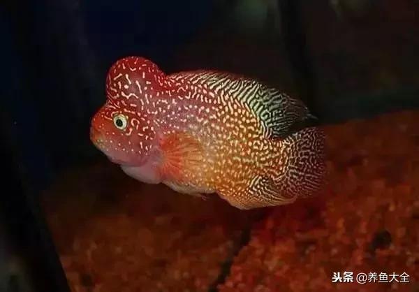 鱼类肠炎的几种情况及应对办法,鱼类肠炎的原因