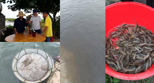 丁酸梭菌能快速修复肠道吗,丁酸梭菌在水产中有什么作用