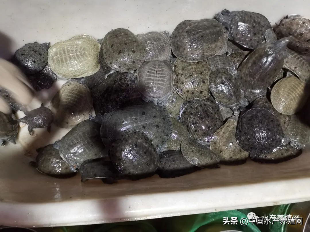 甲鱼养殖致富历程,甲鱼养殖致富