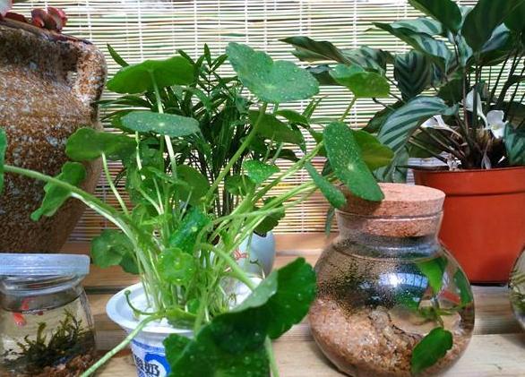 室内水培铜钱草的方法,水培植物铜钱草家里正确方法
