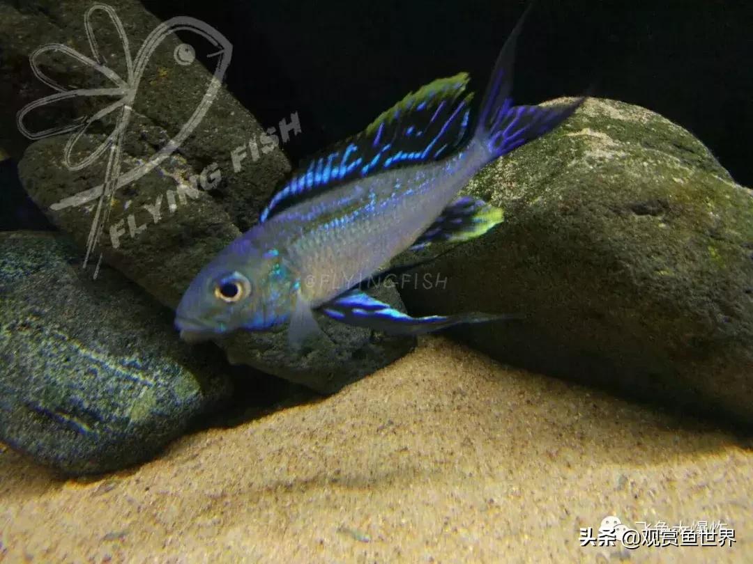 慈鲷蓝波,三湖慈鲷哪些值得养