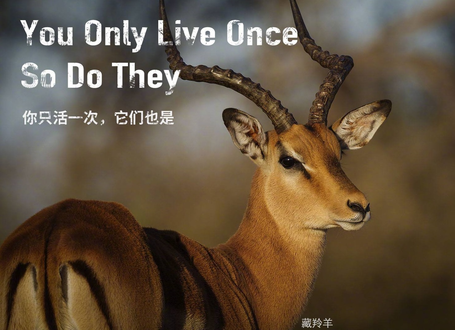 野生动物法规定哪些动物不能吃,现在规定哪些野生动物不能吃