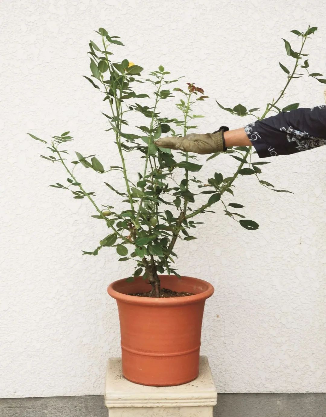 夏季月季怎么施肥,月季夏季要遮阳吗