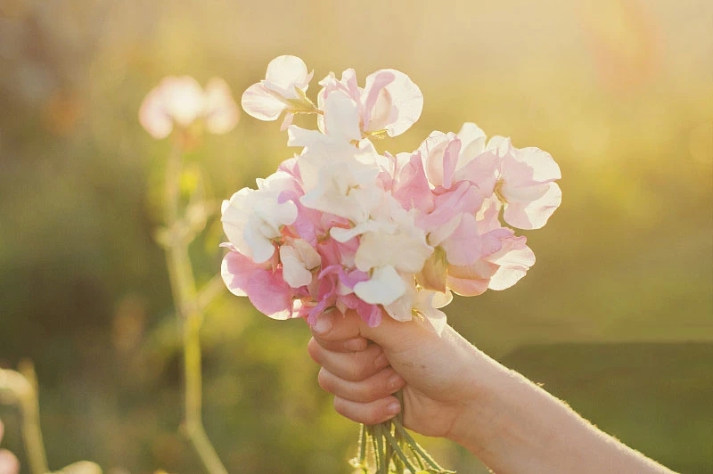花语大全：各种鲜花的花语，不同颜色寓意也不一样啊