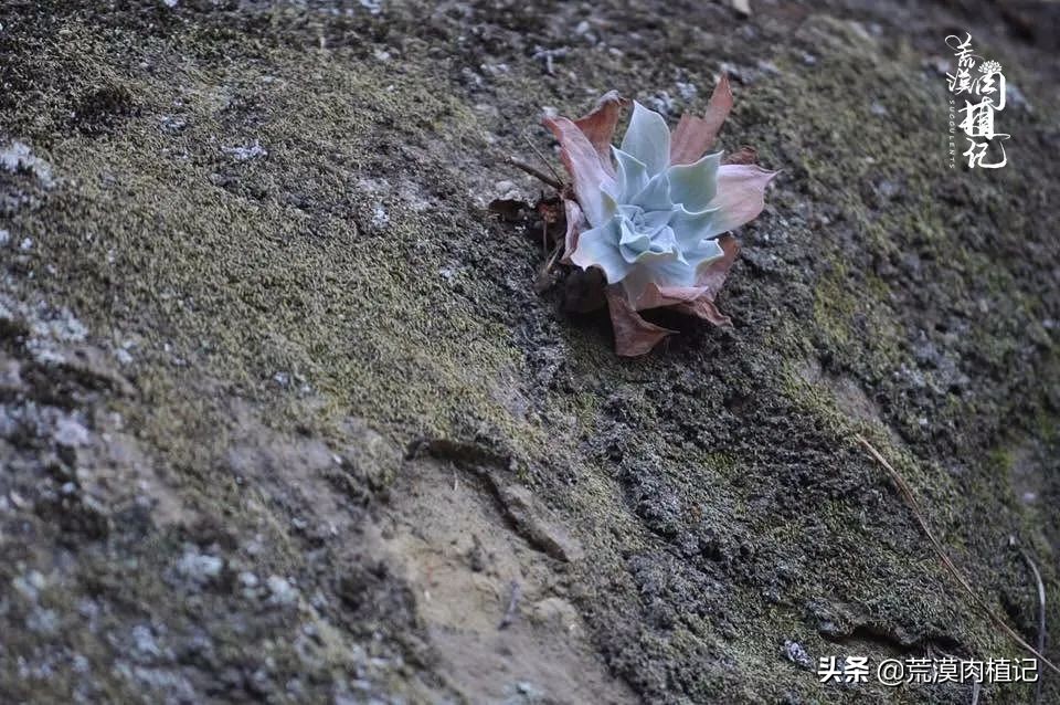美国加州海岸仙女杯,美国仙女杯