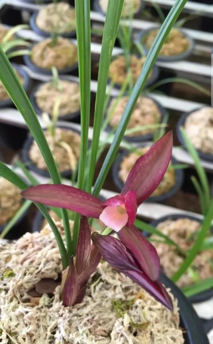 云南玉溪早年下山的一颗春兰红花素，现在成为市场炙手可热的精品