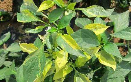 辣椒黄叶怎样防治,辣椒树烂根黄叶死苗用什么药好