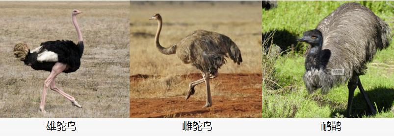 鸸鹋和鸵鸟区别,鸵鸟和鸸鹋有什么区别