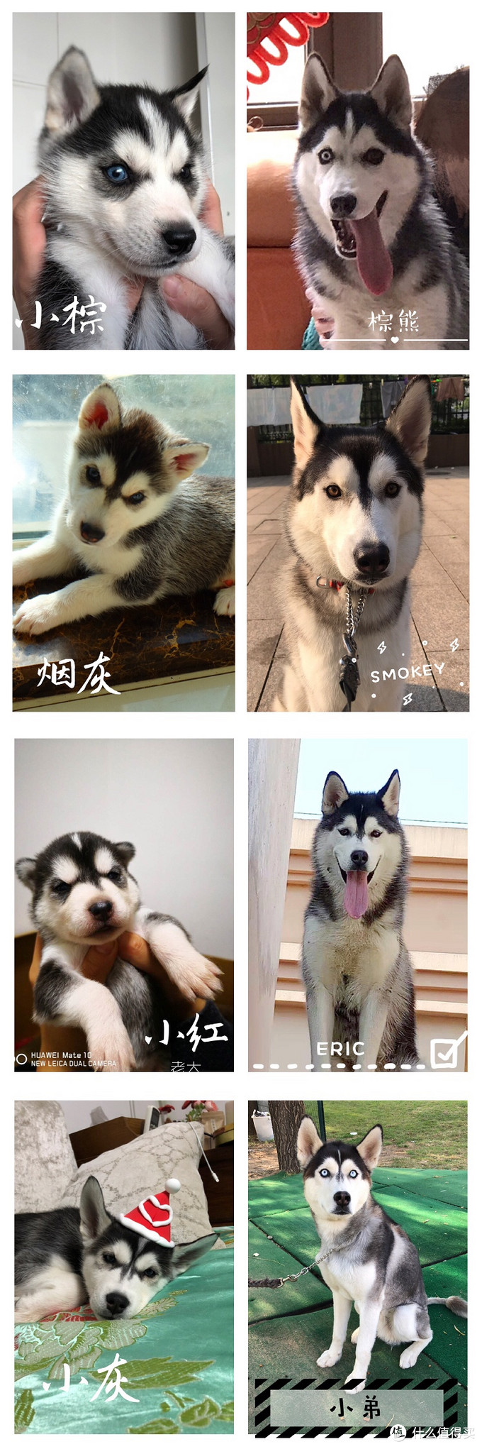 一次创世纪的生活体验—记哈士奇当妈妈