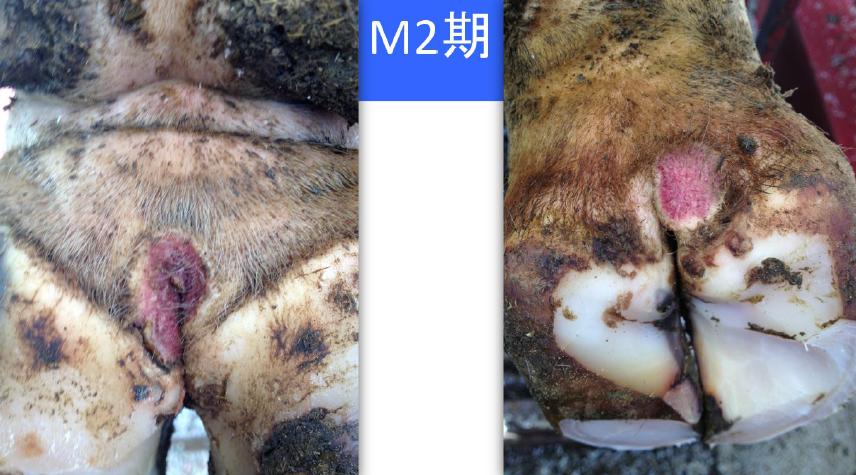 蹄病的种类和治疗方法,蹄病的预防与治疗