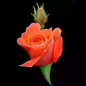 520情人节祝福送上真的太美了,最新的520情人节