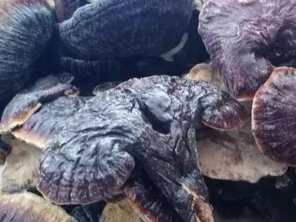 康芝仁中医馆资兴,康芝仁中医馆电话