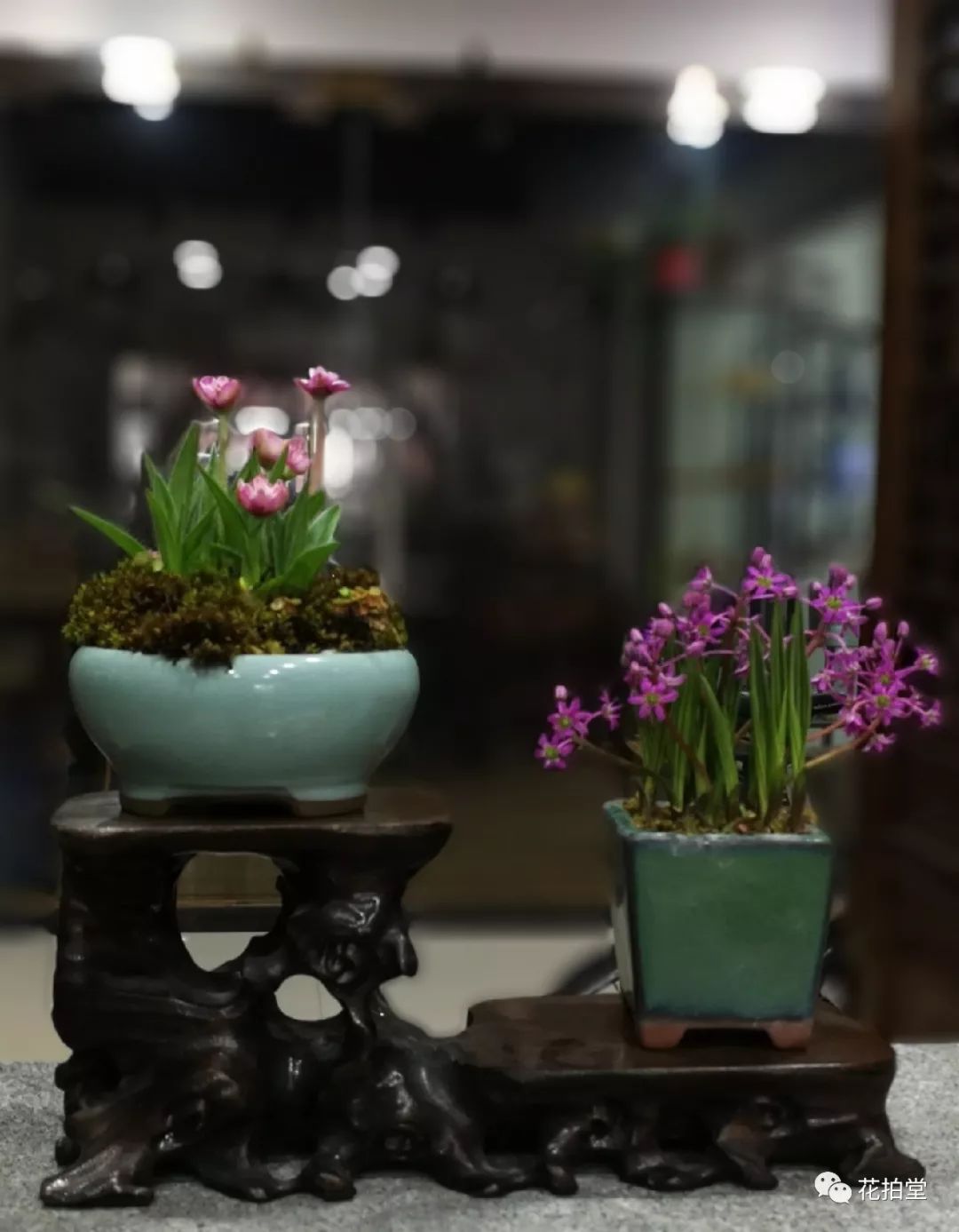 日本山野草缟缦穗，形态小巧可爱，花*诱色**人，好养易活！