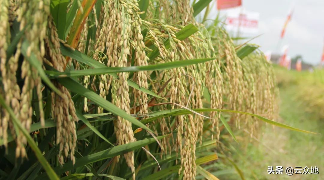 两优17华占稻种价格,隆两优华占稻种介绍