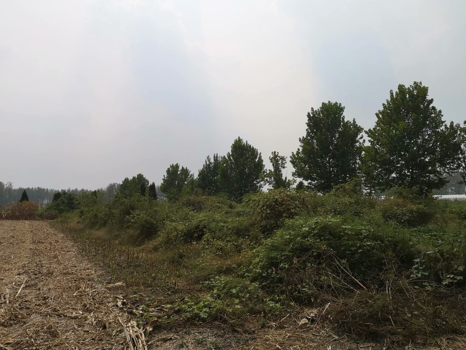 俞伯牙墓为什么在固镇,俞伯牙墓出土