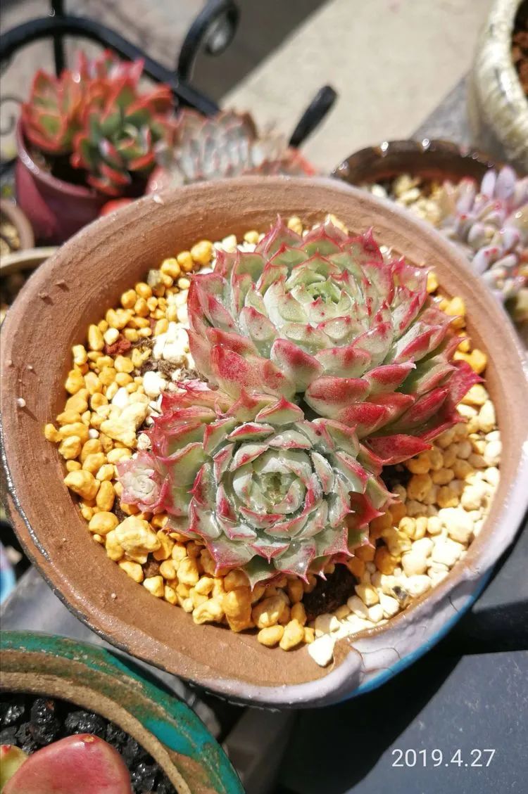 养多肉的人生感悟,人生如同养花