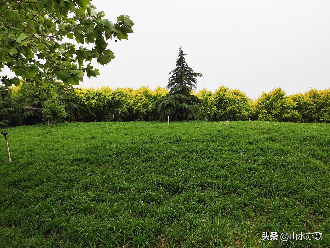 石家庄也有这么漂亮的风景,石家庄橘子洲
