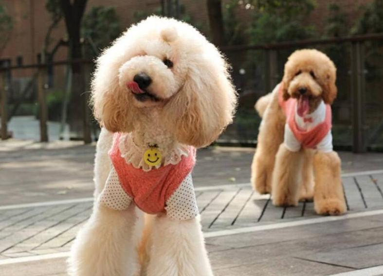 巨型贵宾犬好养吗,巨型贵宾犬多少钱一只灰色的卷毛