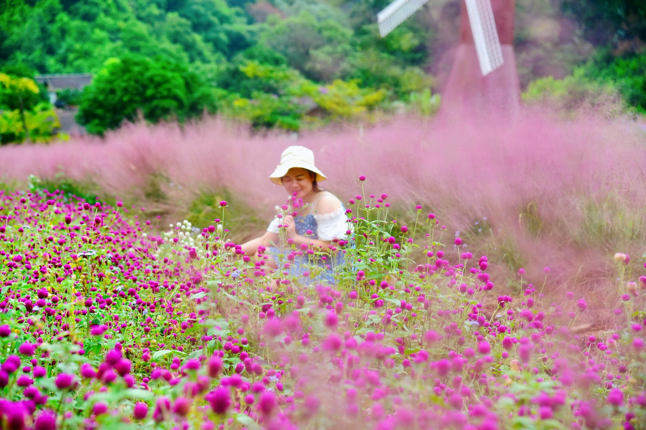 广州市龙洞粉黛乱子草网红打卡地,肇庆盘龙峡自助游推荐
