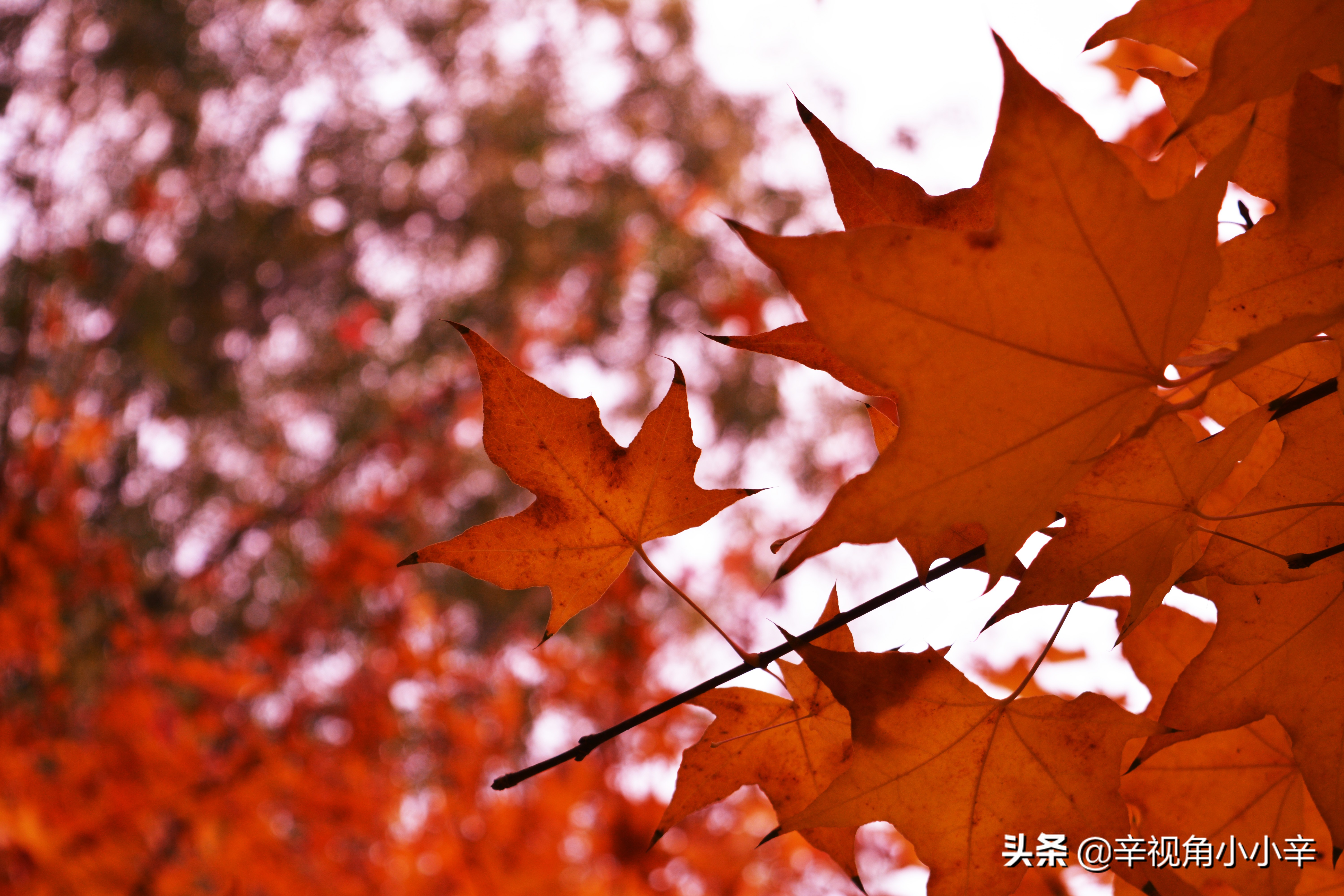 大望京公园红叶,红叶公园北京