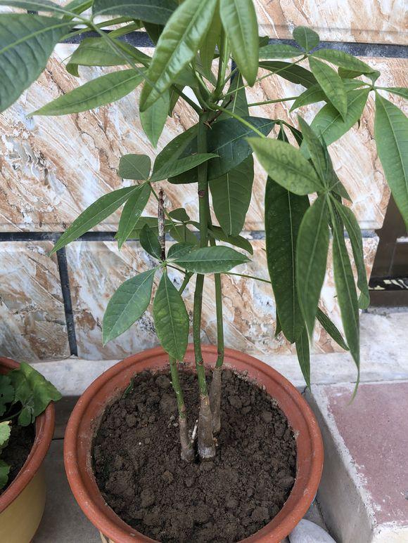 发财树叶子喷啤酒黄了,发财树黄叶喷桔子皮水可以吗