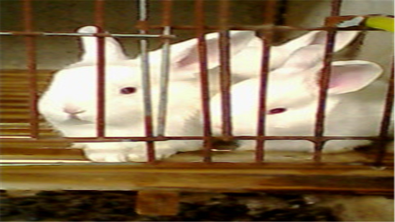 幼兔怎么养大,幼兔怎么养才能养活