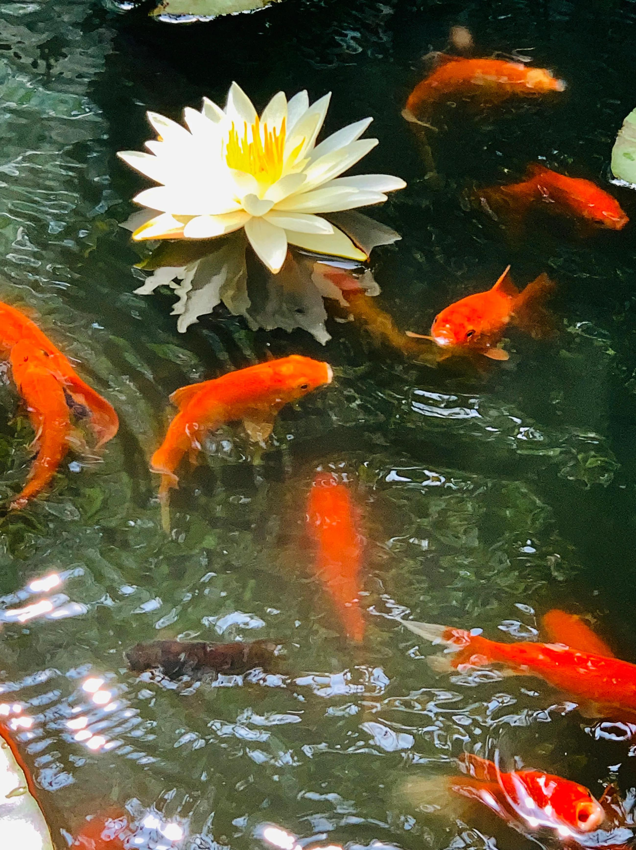 五律：水中睡美人