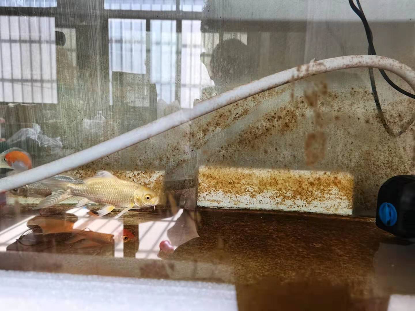 家牛的宠物龟、草金鱼、仙人球日志第201、202日