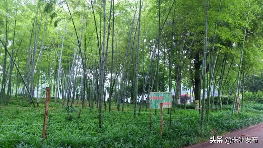 春日大自然美景视频,春日公园游玩美图视频