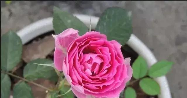 一万年一次的2020520；一起认识100种玫瑰~别送错啊