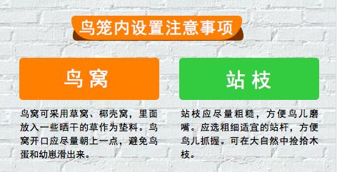 史上最详细的珍珠鸟饲养手册