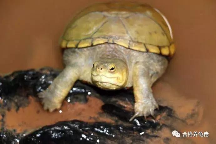 龟生病了干养还是浅水,龟生病用土霉素吗