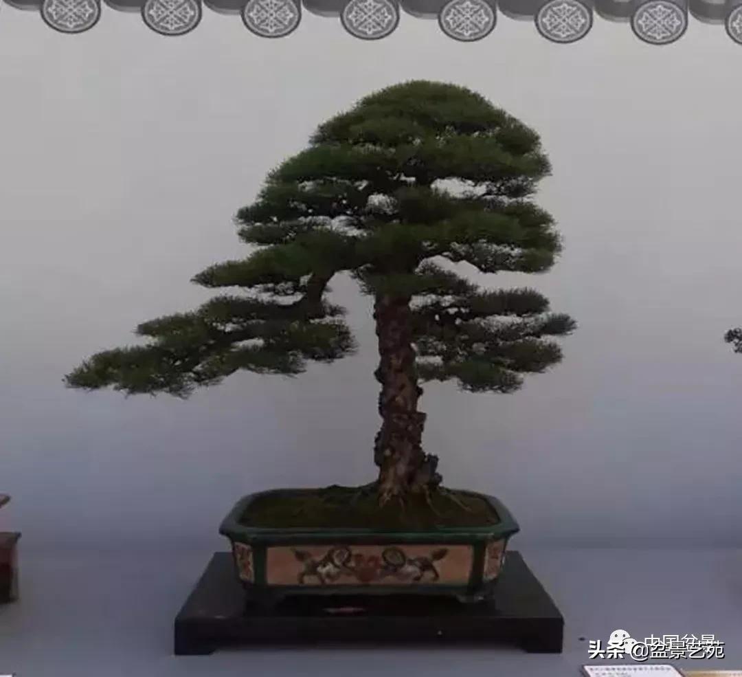 学盆景入门教程书,学习盆景制作视频