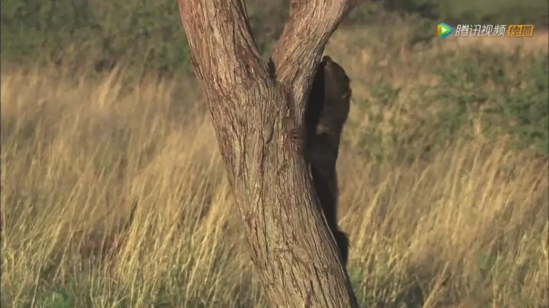跟狮子抢肉，怼非洲鬣狗，看硬核“平头姐”成长史！