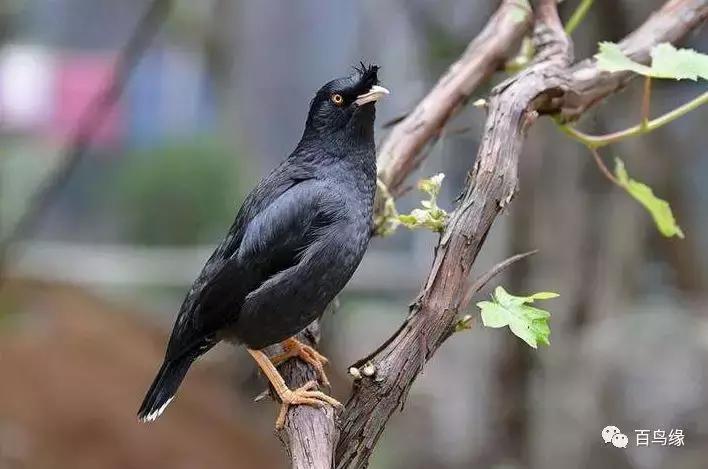 八哥学舌口才完整版,八哥学了杂口如何纠正