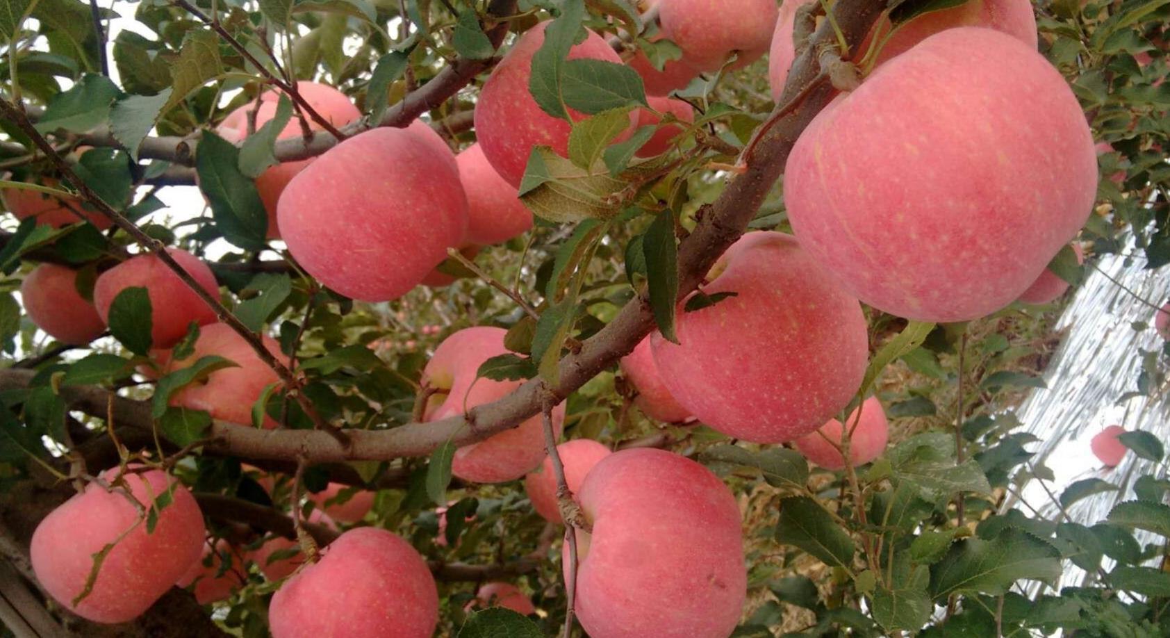 从摇钱树变成了“要钱树”，谁来为3000万吨红富士苹果买单？