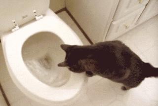 你认为猫咪可爱的表现,你认为猫咪丑到什么程度