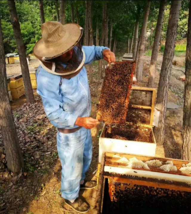 野生虎头蜂蜇人了怎么办,野蜂蜇人吗